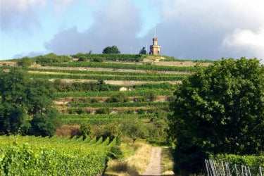 Pfalz Secret Tasting